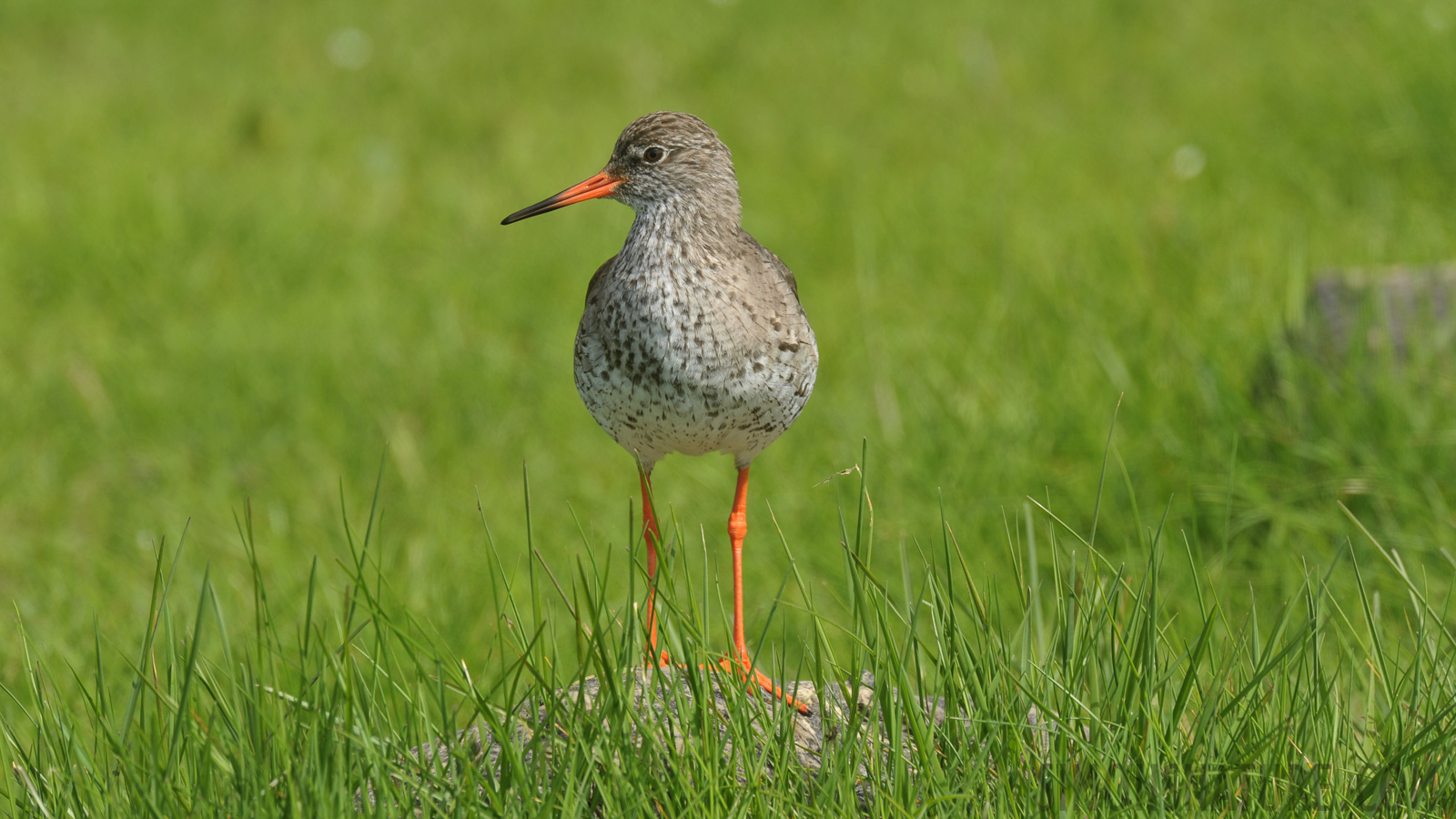 Tringa totanus robusta [550 mm, 1/320 sec at f / 10, ISO 400]